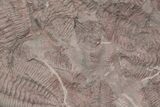 Ordovician Trilobite Mortality Plate - Tafraoute, Morocco #218715-2